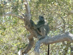 07-Baboon, which is steeling food from the schoolchildren